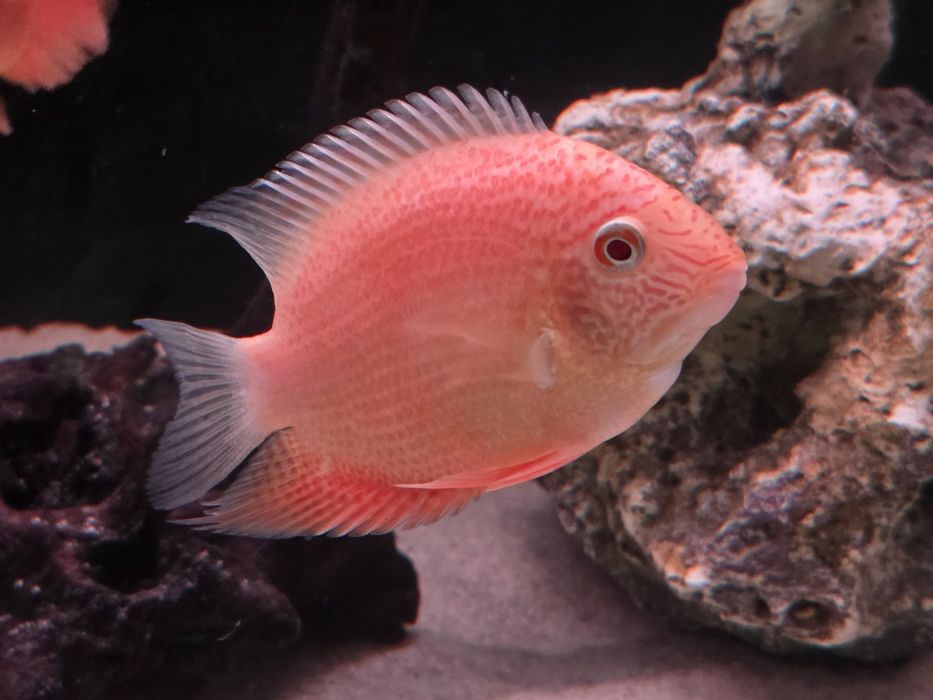 Северум красноточечный