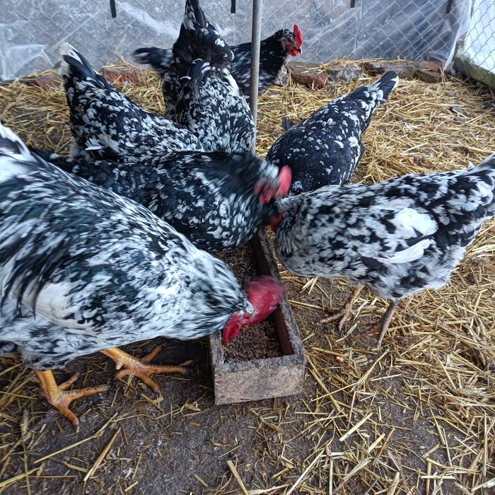 Găini de rasă disponibile pentru vînzare