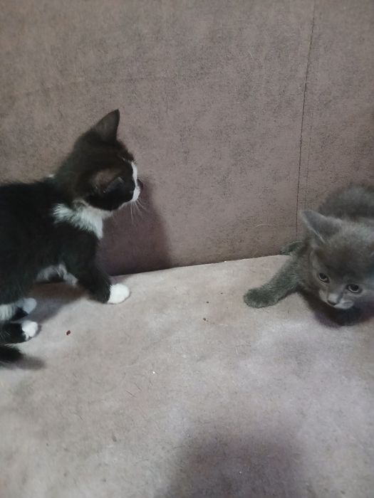 Малыши-хулиганы котята