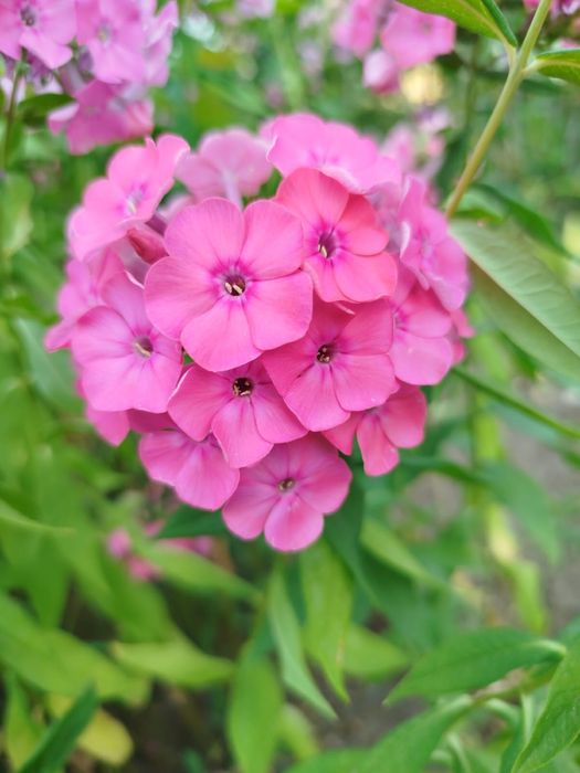 Продам флоксы кустами