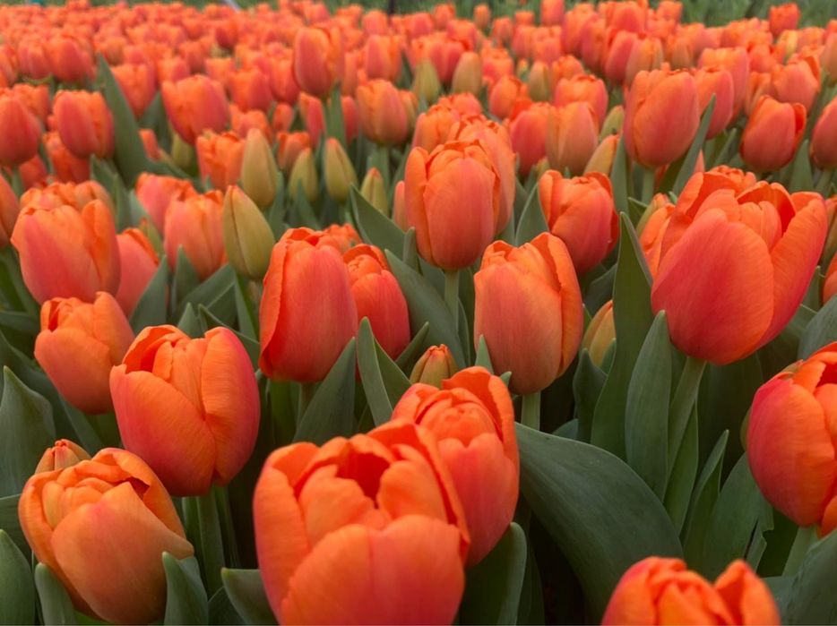 Тюльпаны мелкий и крупный опт