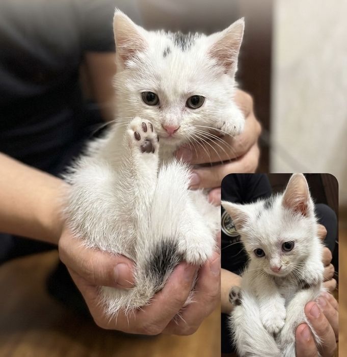 Маленькое чудо в добрые руки! Котёнок ищет дом