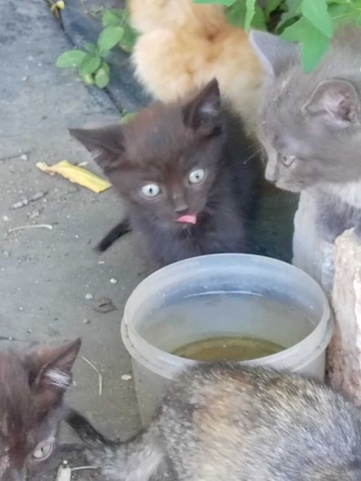 Котята ждут своих маму и папу.