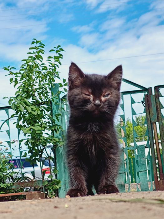 Отдам котят в хорошие руки