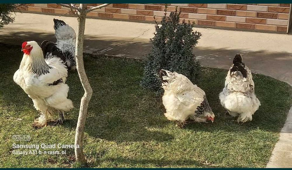Brama , balgar,põpakli  brama, jersi  tovuq tuxumlari