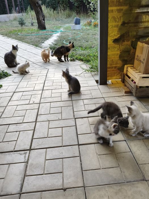 Крысыловы котята полудикие.