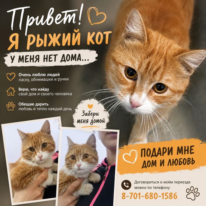 Тишка ждёт семью