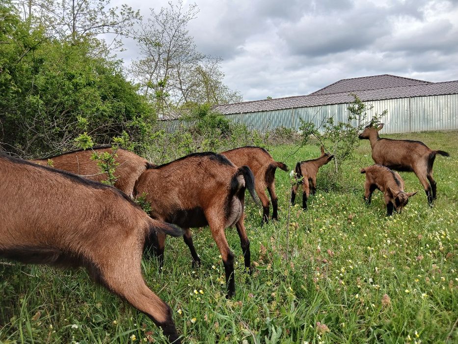 Vând un țap alpin francez