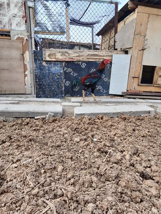 Продам петуха шамо