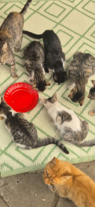 Продавам малки котенца и две големи