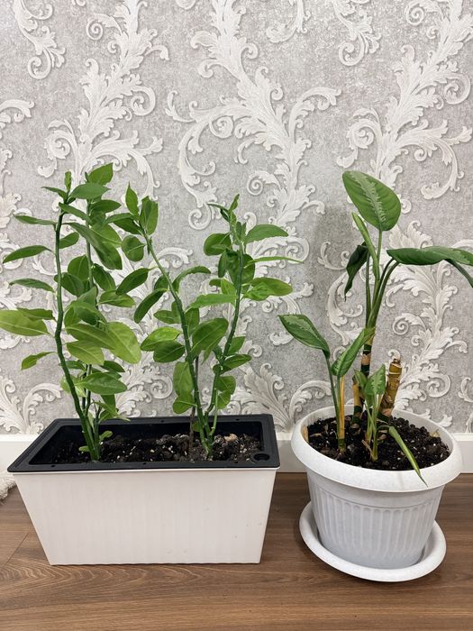 Комнатные растение