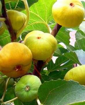 Йирик анжир кучатлари.Крупные саженцы инжира.