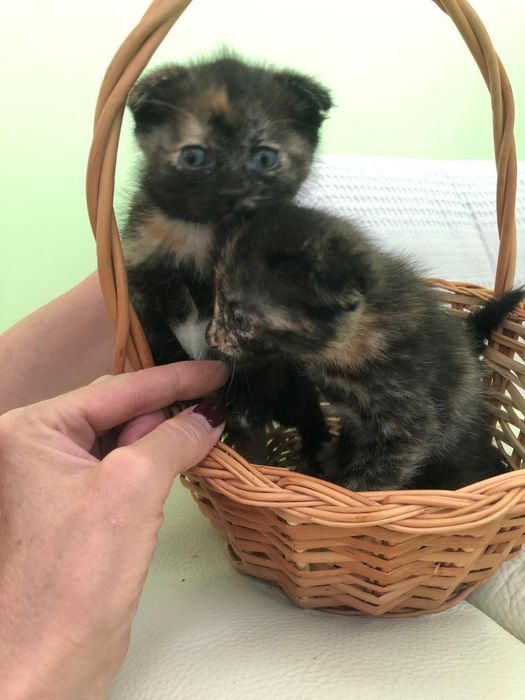 Котята в ответственные руки