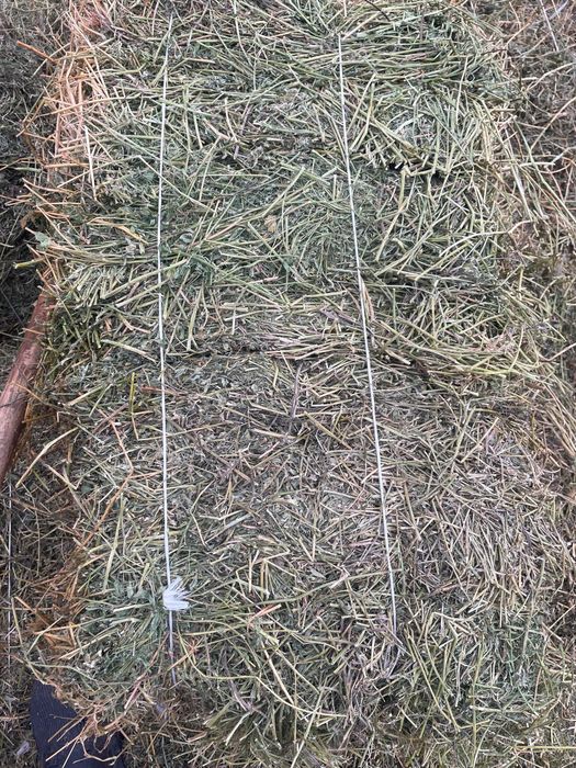 Жоңышқа сатылады 50-100 тюк доставка бар продам люцерна