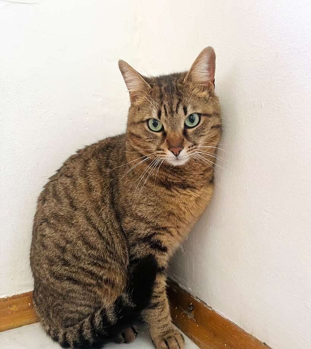 Мъжко таби коте търси дом