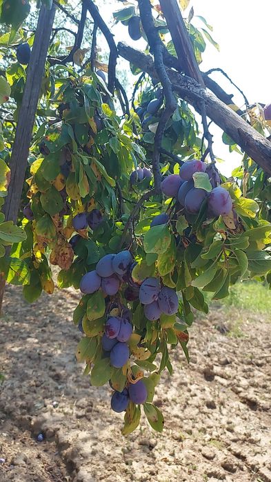 Vand prune  tuleu gras +arjian