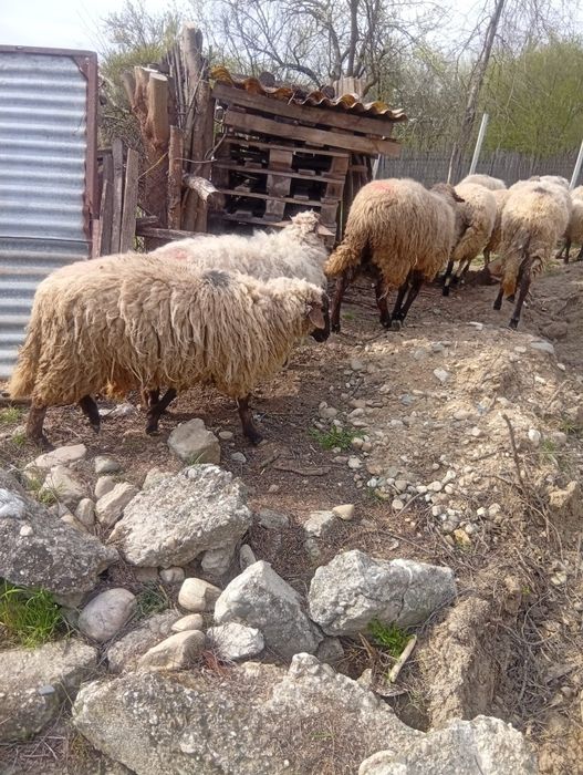 Vând oi tinere corcitura