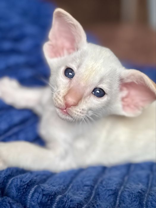 Ориентальный котенок