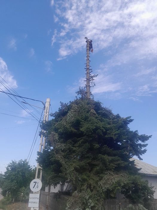 Tăiere copaci alpinist utilitar evaluare pe watap oferim factura