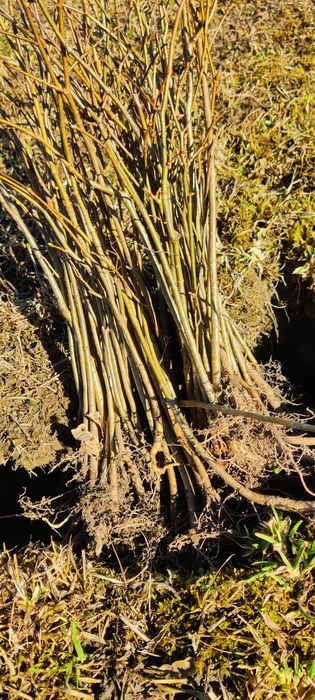 Puieți de Tei mirositor