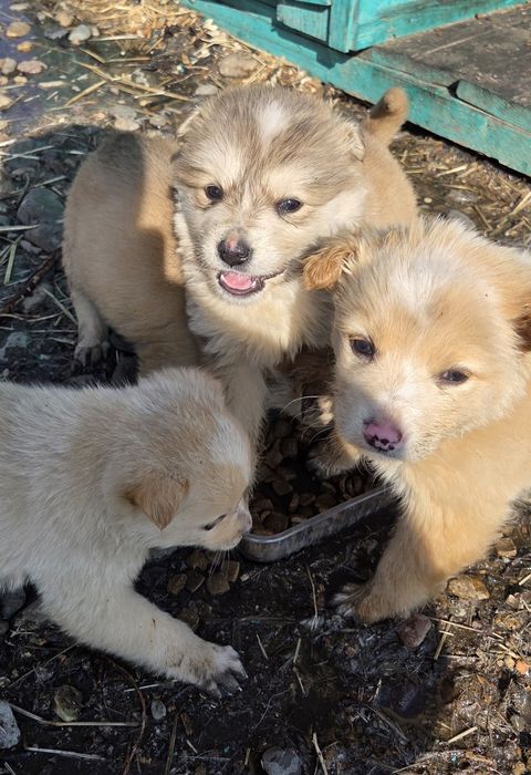 Пристраиваются малыши