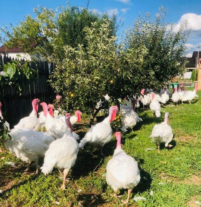 Vindem curcani tinuti in aer liber si hraniti cu uruiala