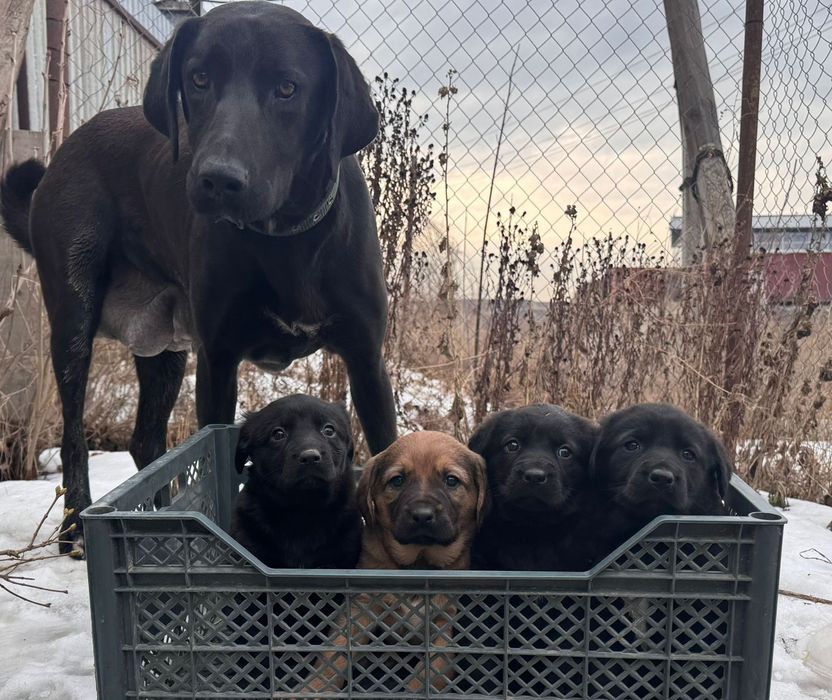 Продам щенков породистых