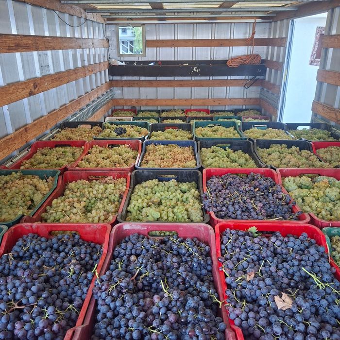 Direct din podgoriile Vrancei – Struguri buni de vin, culeși la timp!