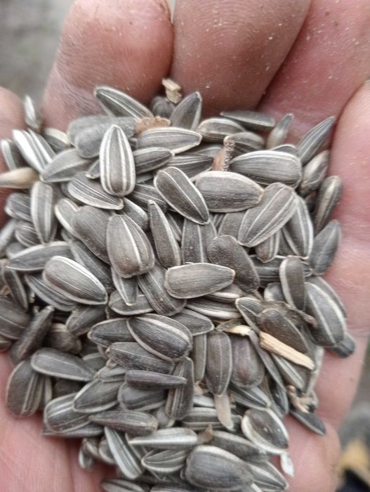 Porumb boabe, grăunte, grau Floarea soarelui 
 pestriță 2025