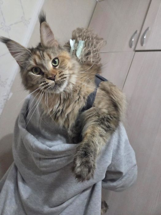 Кошка породы Мейн кун