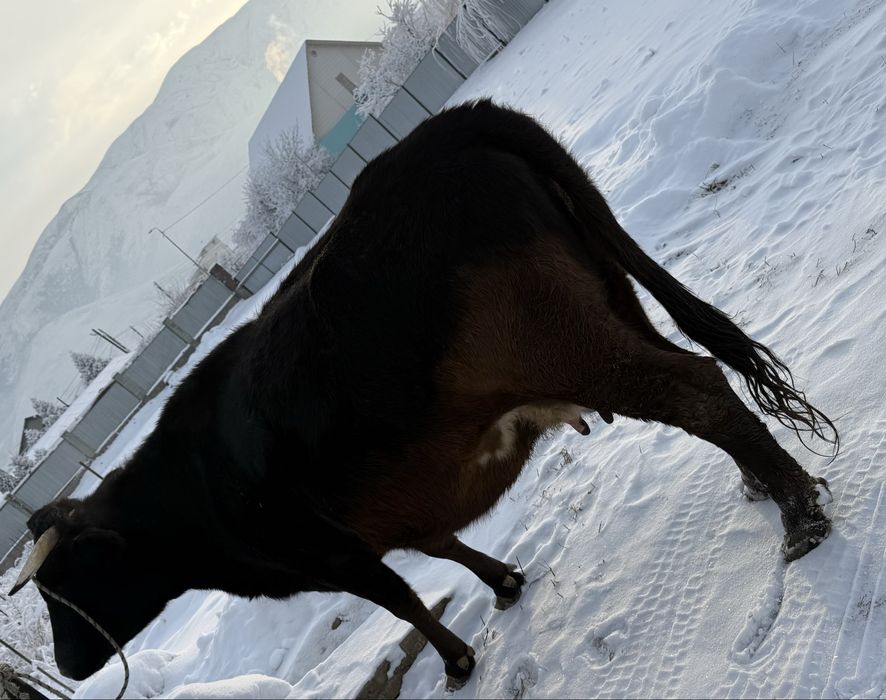 Голландская корова