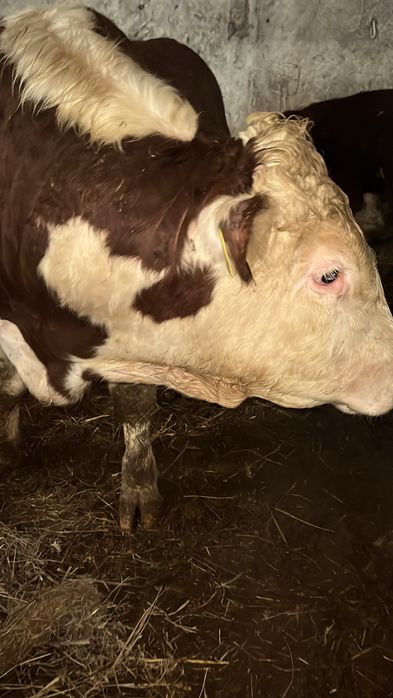 Продам бычков на племя, годовалые