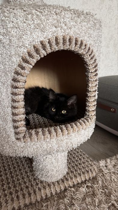 Котенок мейнкун+ дворняшка