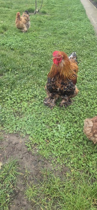 2 gaini si un cocoș