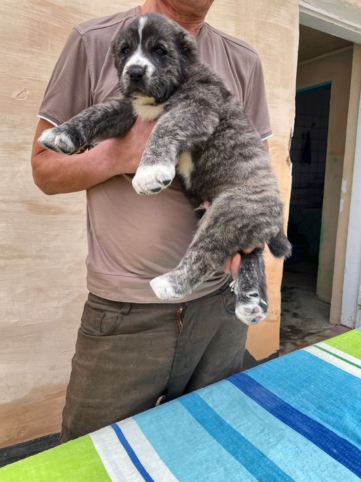 Щенок Алабая ( Супер Гигант )