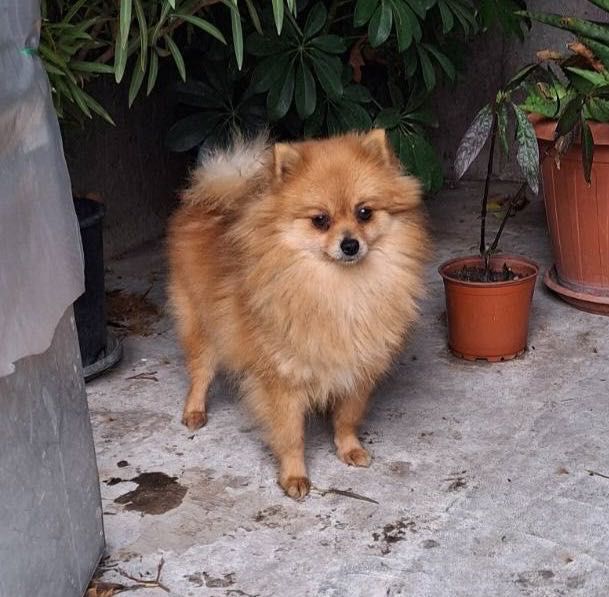 Померан  на 2 години