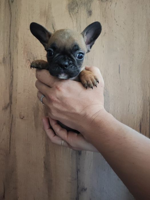 Французский бульдог девочки