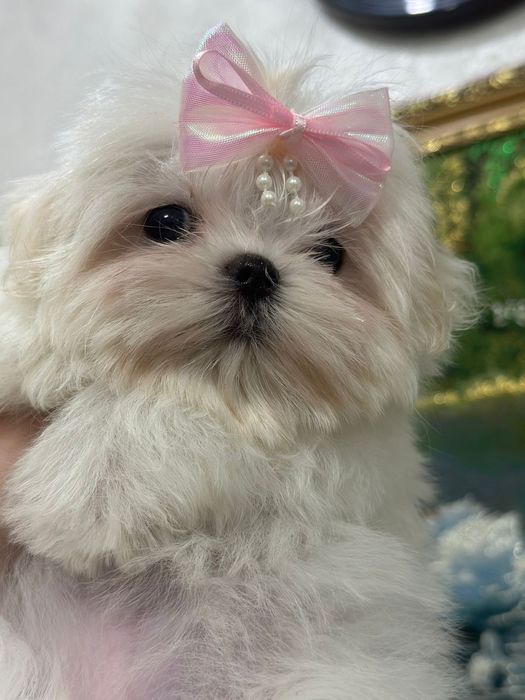 Девочки мальтезе