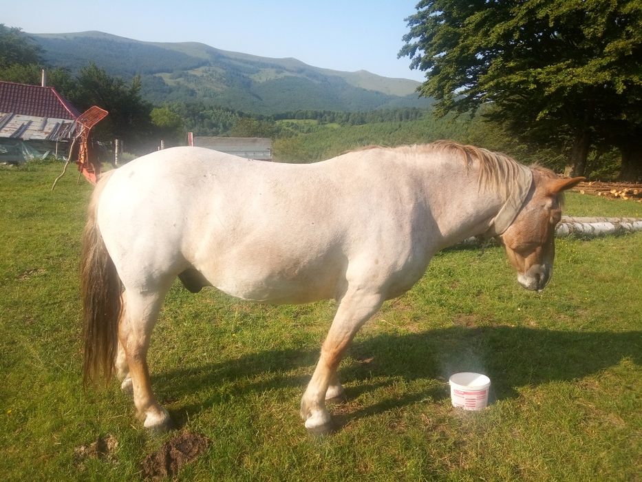 Cal de vânzare învățat la toate muncile agricole