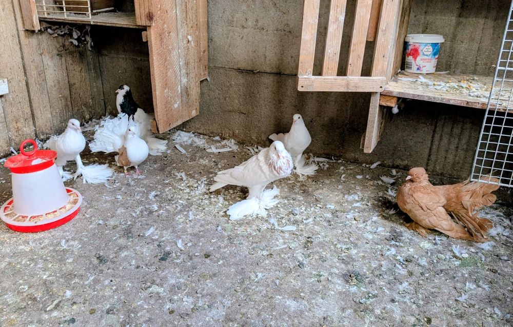 Porumbei gușați Pomerania