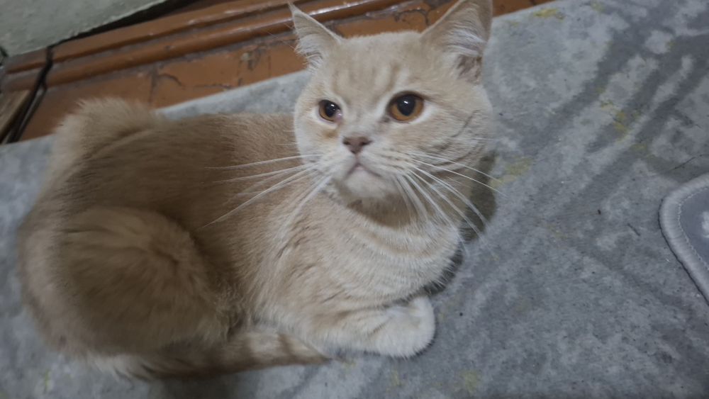 Отдается к хорошие руки короткошерстный британский кот