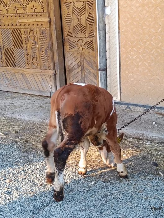 Vițel de vânzare baltat