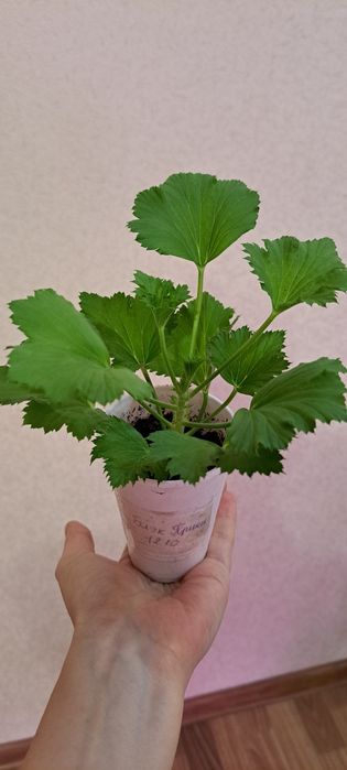 Королевская пеларгония