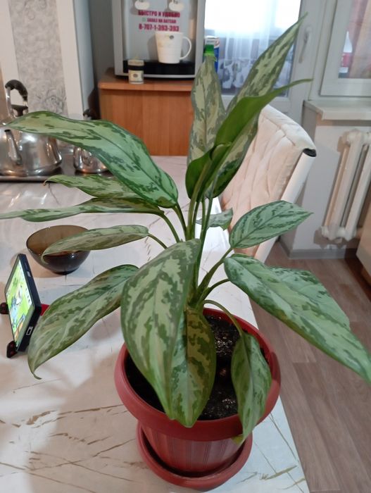 Продам домашние цветы