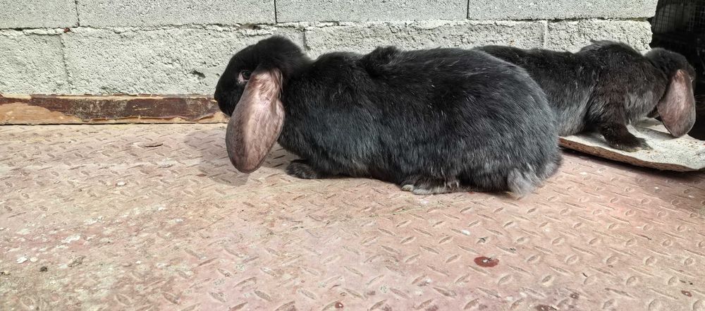 Зайци на различна възраст