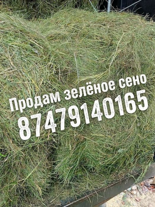 Продам сено зелёное