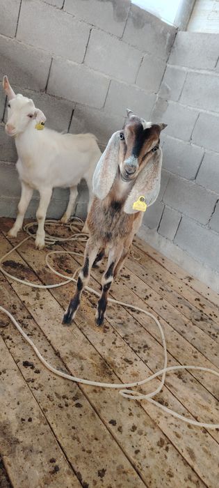 Бйтал теке сстлады