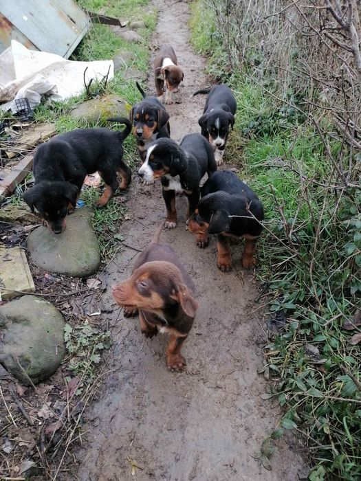 Подарявам гончета