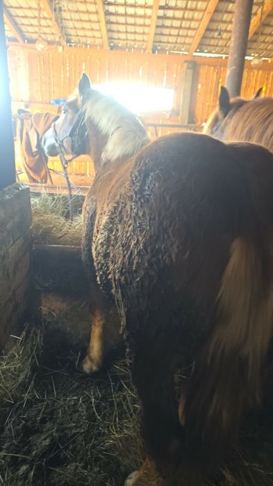 Vand manz de 9 luni jumate