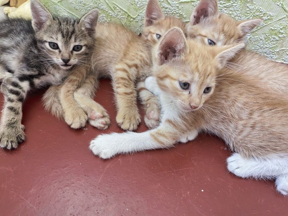 Котята бесплатно
